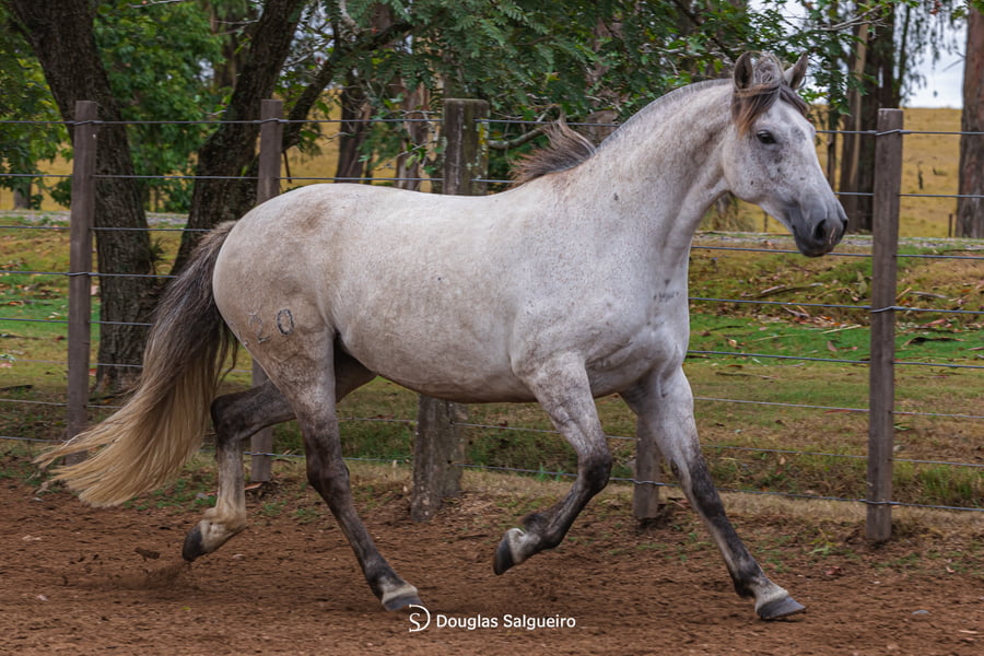 Lote KE GRACIA DE LA COLINA