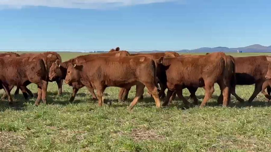 Lote 65 Vaquillonas en Buenos Aires, Coronel Suarez