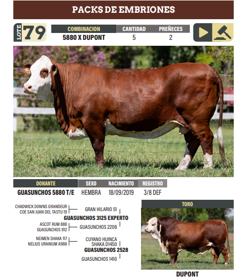Lote LOTE 79