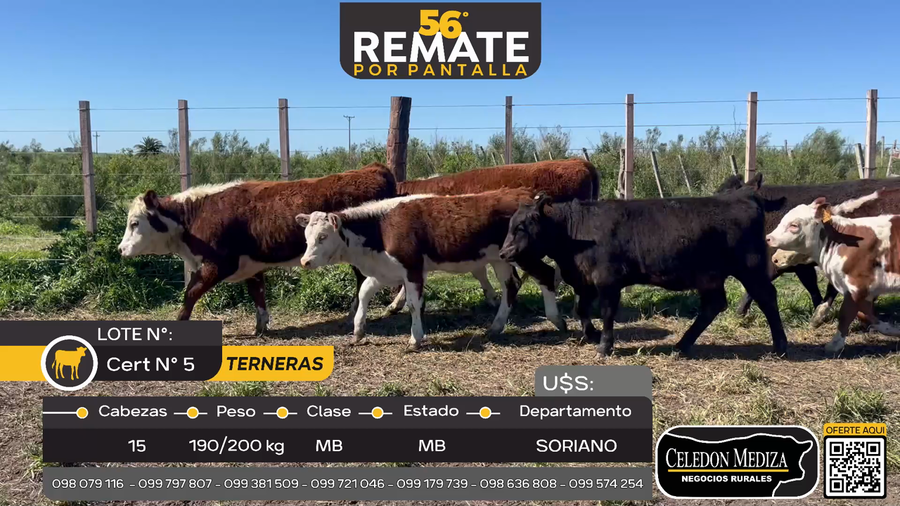 Lote 15 Terneras en Palo Solo ,Soriano