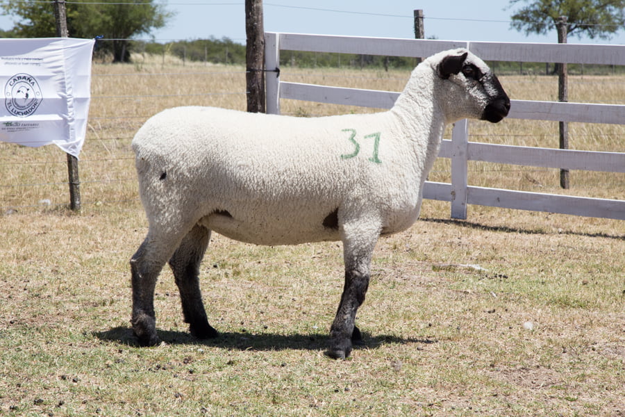 Lote OVINO HAMPSHIRE D. HEMBRA PP