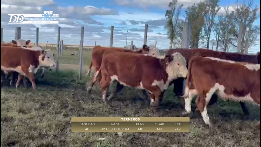 Lote 40 Terneros 32 HE; 8HExRA a remate en 6º Expo Nacional Hereford 242kg -  en Tiatucura