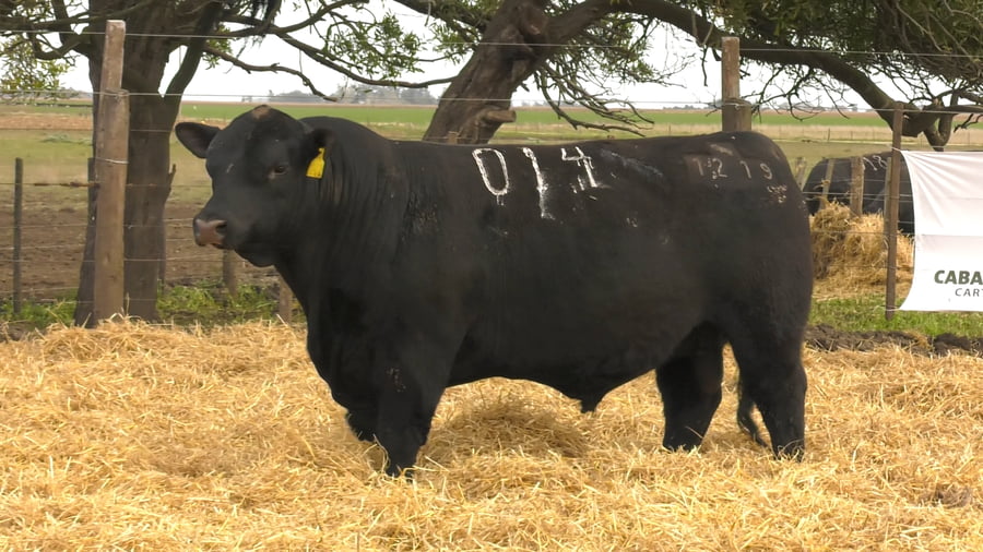 Lote Toros PC Negros