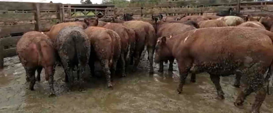 Lote 40 Vaquilla Gorda en Los Ángeles, VIII Región Biobío