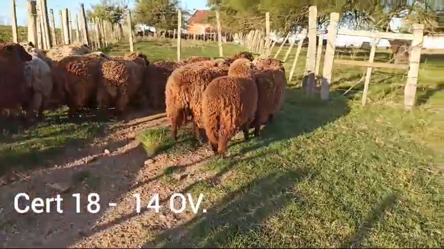 Lote OVEJAS
