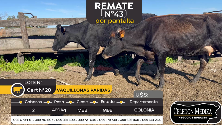 Lote 2 Vacas en produccion en Otra Localidad, Colonia