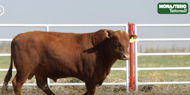 Lote TOROS GENERALES, CONTROLADOS Y REGISTRADOS