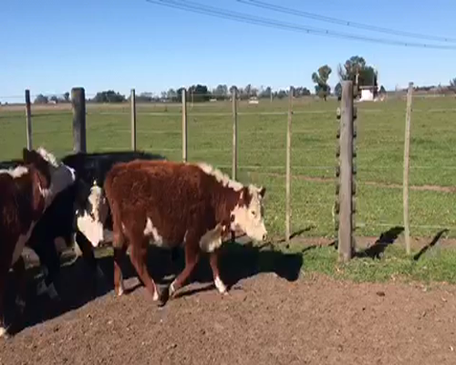 Lote 14 Terneras en Brandsen, Buenos Aires