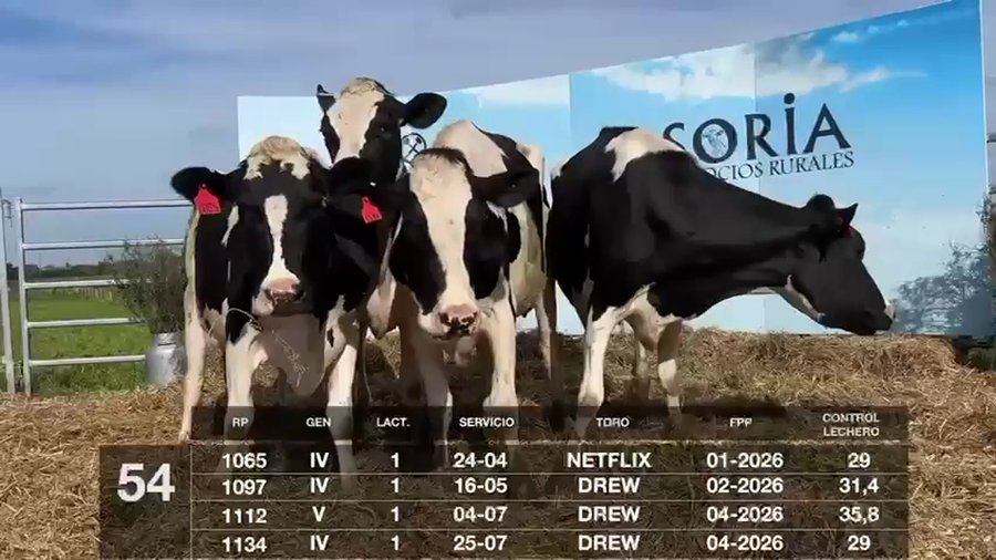 Lote VACAS EN PRODUCCIÓN PREÑADAS