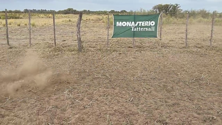 Lote 70 Terneros en Villarino