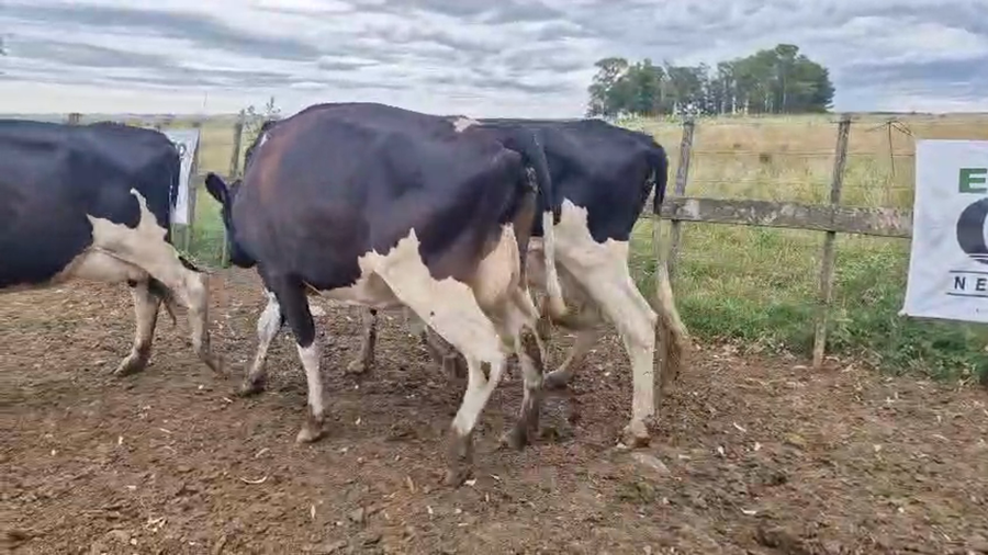 Lote 3 Vaca a remate en Ultima pantalla del año - Escritorio Camy 480kg - , San José