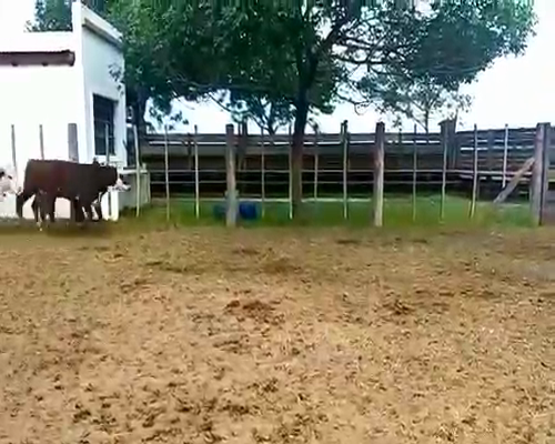 Lote 35 Terneras en Alejo Ledesma, Córdoba