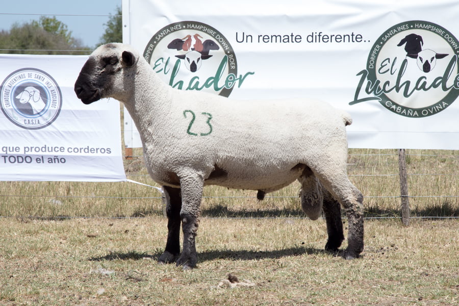 Lote OVINO HAMPSHIRE D. MACHO PPC