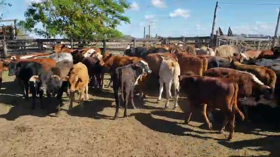 Lote 120 Terneros en Empedrado, Corrientes
