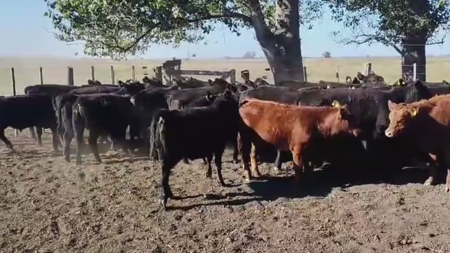 Lote 67 TERNS MACHOS, TANDIL, PCIA. DE BS. AS.