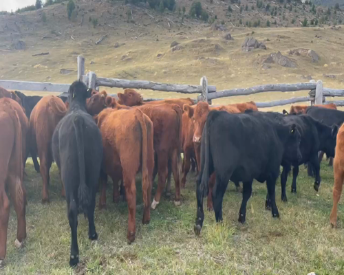 Lote 55 Novillo Engorda en Coyhaique, XI Región Aysén