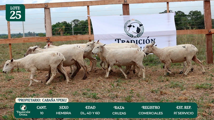 Lote LOTE 25 - POR PANTALLA