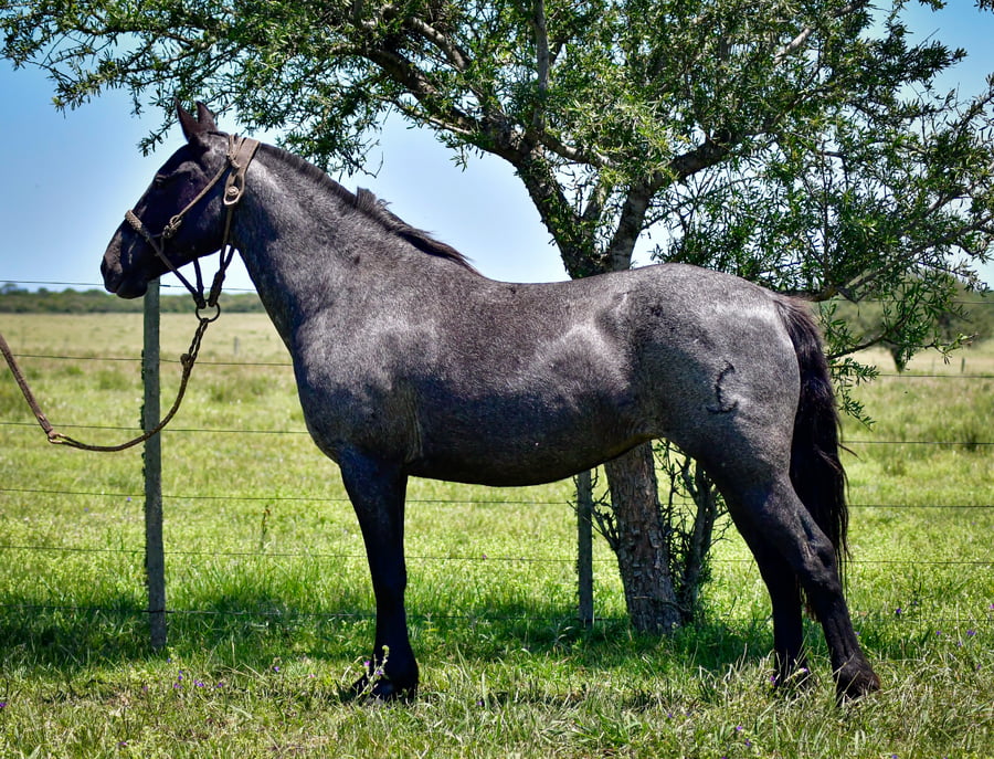 Lote Quimera De Los Relinchos 1016