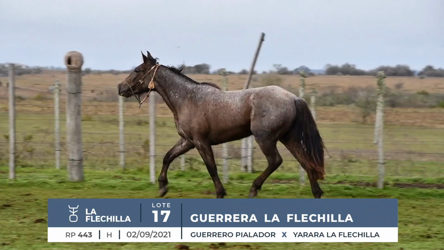 Lote GUERRERA LA FLECHILLA