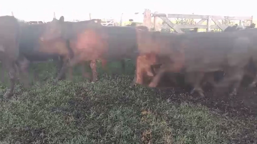 Lote 60 TERNS HEMBRAS, 9 DE JULIO, PCIA. DE BS. AS.