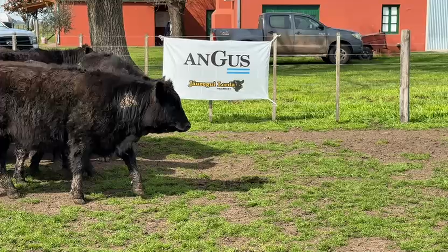 Lote 38 Terneras