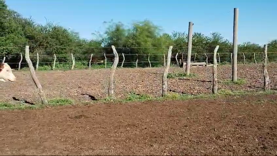 Lote 65 Novillitos