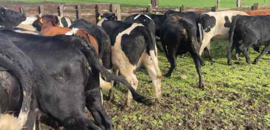 Lote 34 Vaquilla Gorda en X Región Los Lagos, Puyehue