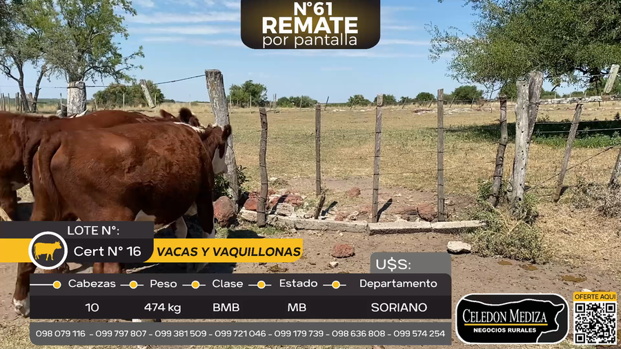 Lote 10 Vacas y vaquillonas en Palo Solo , Colonia