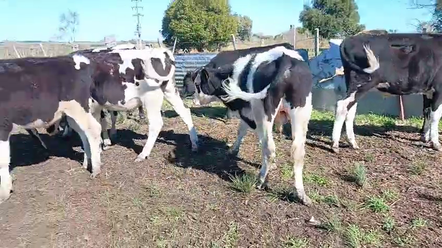 Lote 11 Novillos a remate en Pantalla Aniversario - Escritorio Camy, San José