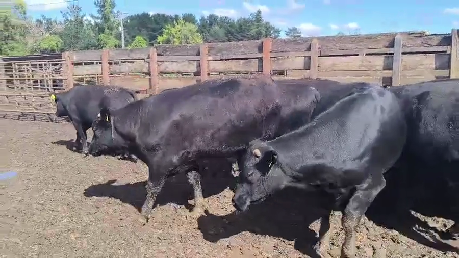 Lote 20 Novillo Gordo en Los Ángeles, VIII Región Biobío