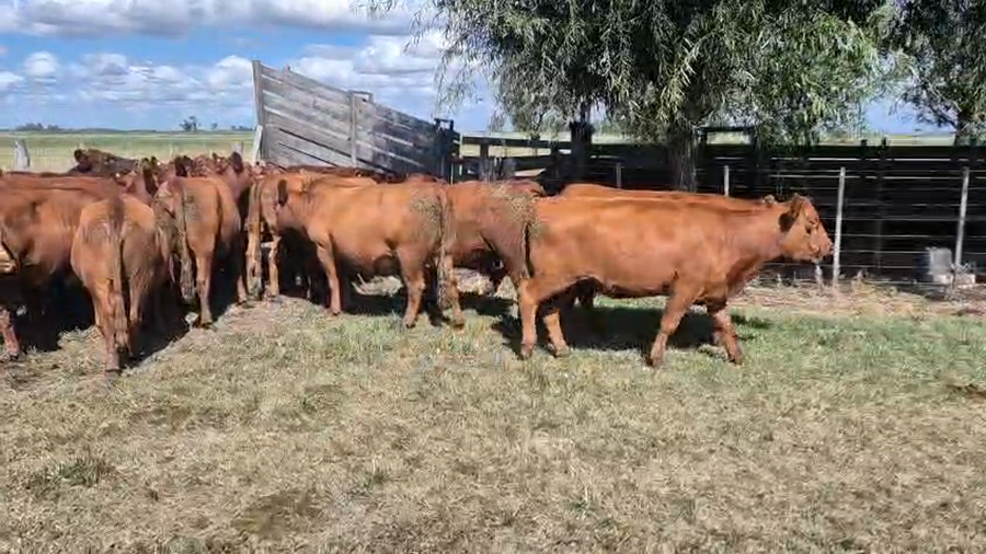 Lote 26 Vaquillonas preñadas