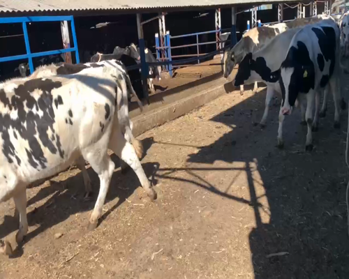 Lote 30 Vaquilla Preñada en Colbún, VII  Región Maule