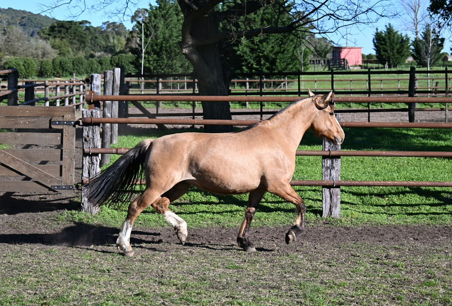 Lote LA BRAVA ATALIA