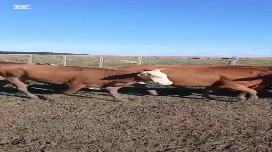 Lote 40 Vacas preñadas en Corrientes, Virasoro