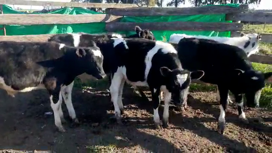 Lote 6 Terneros HOLANDO a remate en PANTALLA CAMY - SAN JOSE  1500 VACUNOS 140kg - , San José