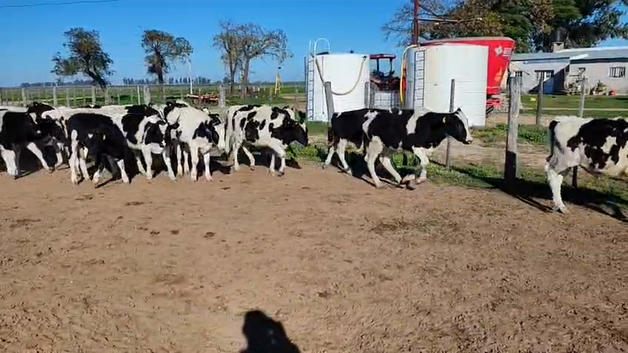 Lote 50 Novillitos Holando Argentino en Villa Concepción del Tío, Córdoba