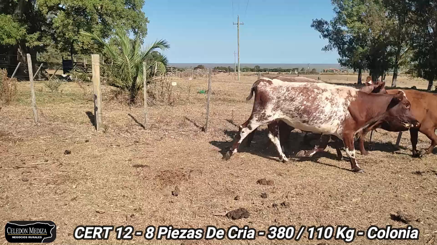 Lote 8 Piezas de cría en Colonia