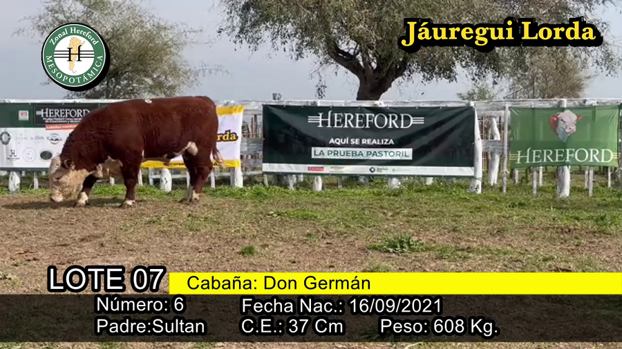Lote TORO