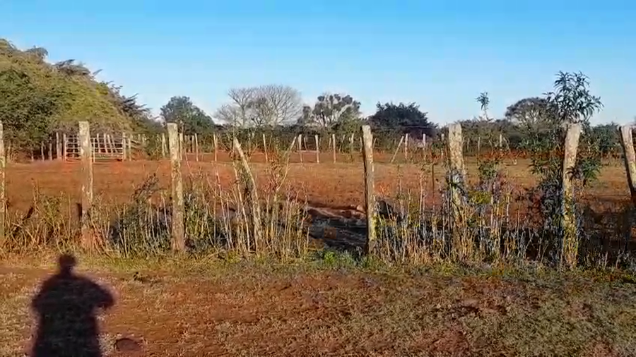 Lote 115 Vaquillonas