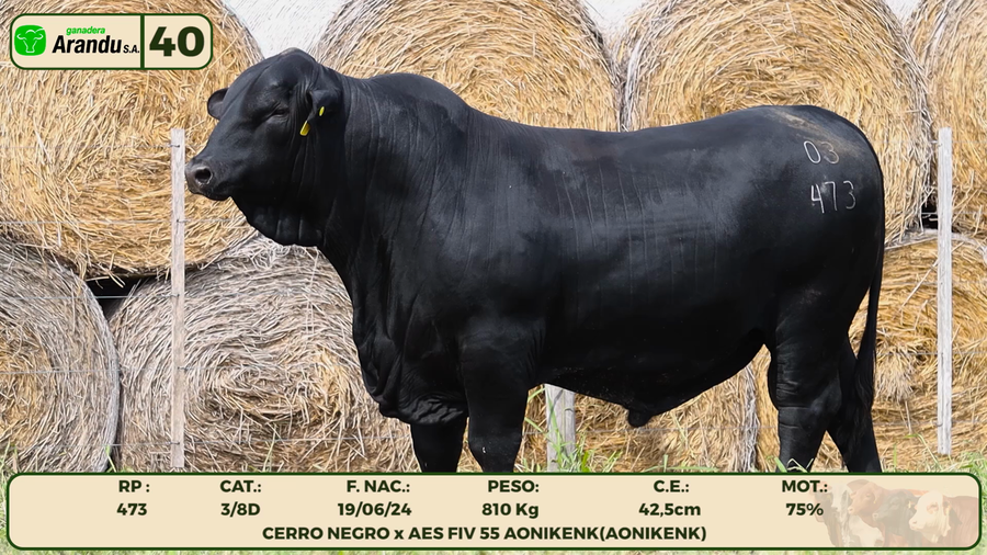 Lote LOTE 40
