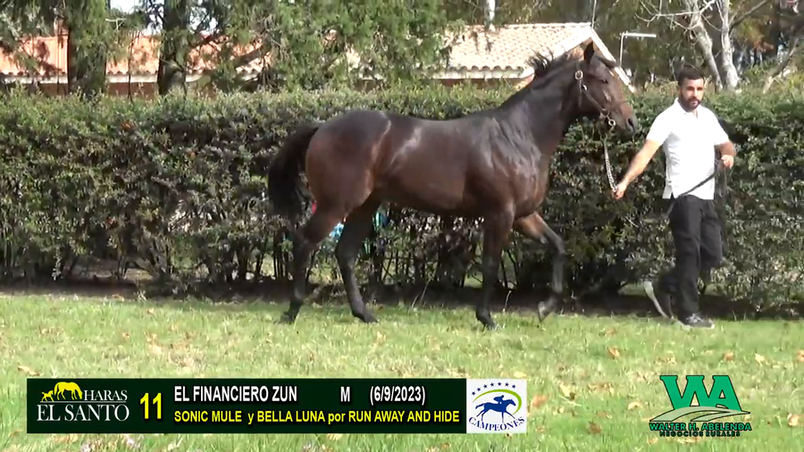 Lote EL FINANCIERO ZUN