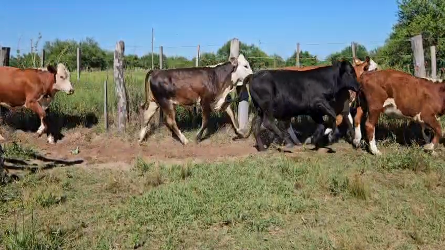 Lote 32 Terneros/as