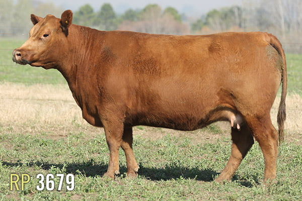 Lote 4 VACAS PREÑADAS PURAS DE PEDIGREE