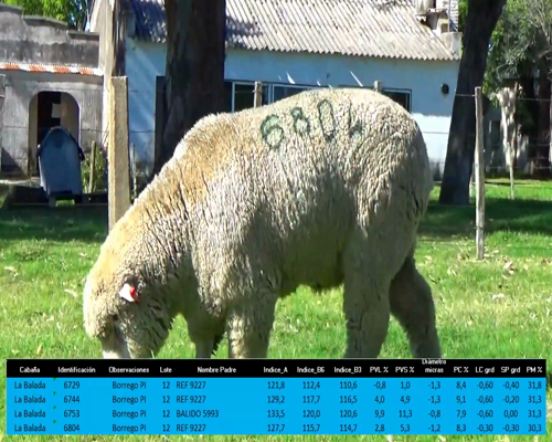 Lote 4 Borregos a remate en La Señal del Futuro , Tacuarembó