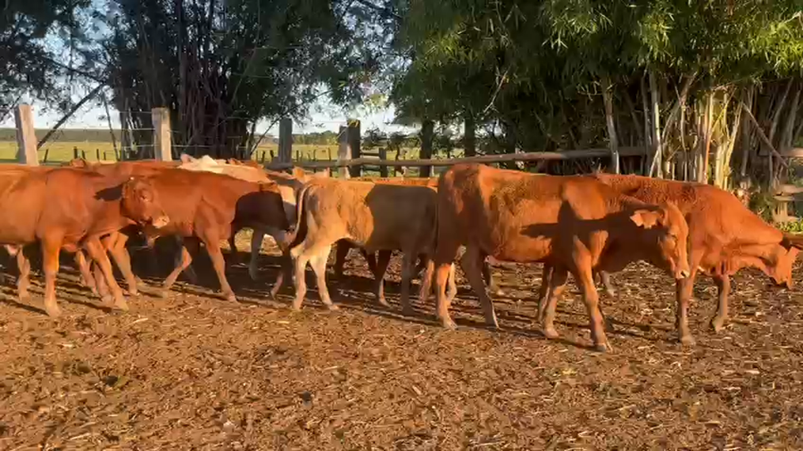 Lote 74 Terneros/as en Corrientes, Guaviravi