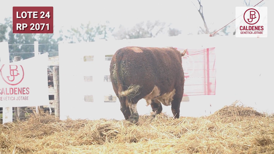 Lote Toro PR