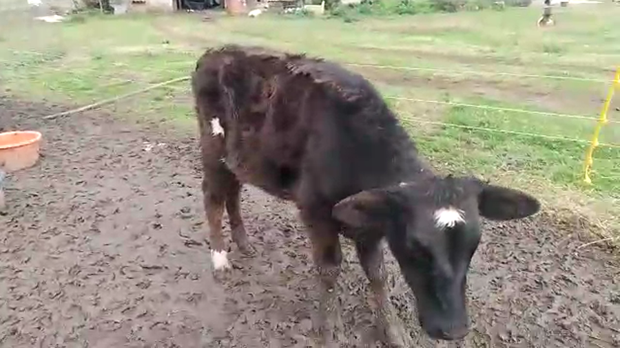 Lote 3 Terneras ANGUS a remate en PANTALLA CAMY 140kg - , San José