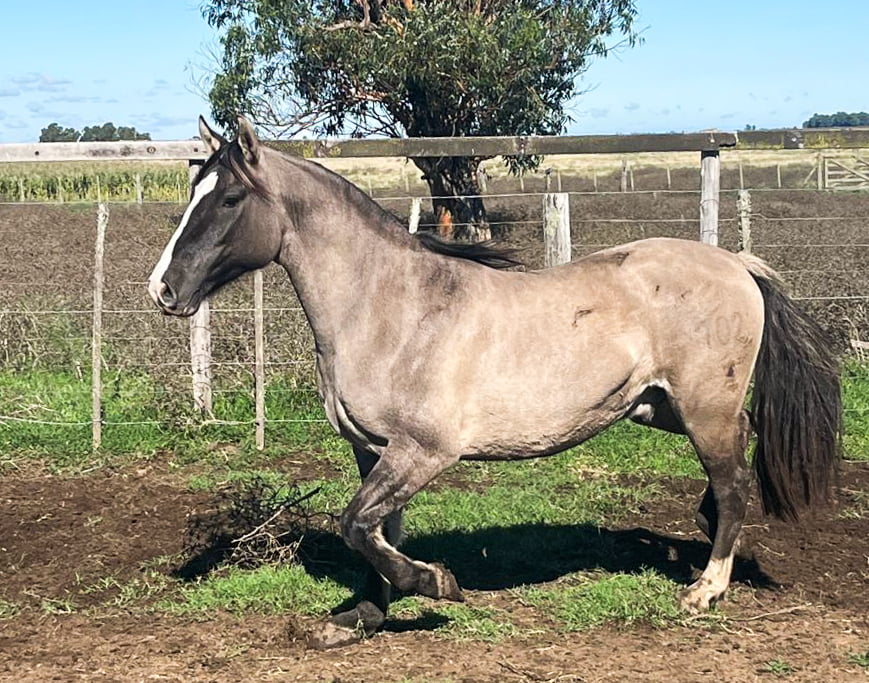Lote Cuminao Charque