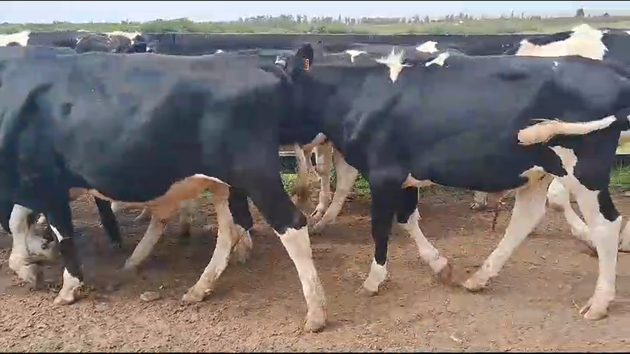 Lote (Vendido)43 Novillos Holando a remate en Pantalla Camy, San José