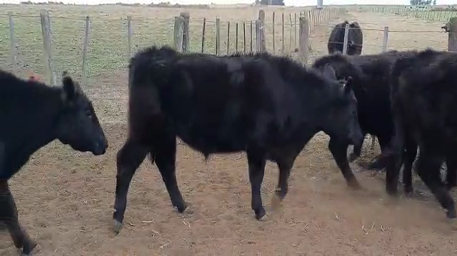 Lote 15 Novillitos en Buenos Aires, Pellegrini